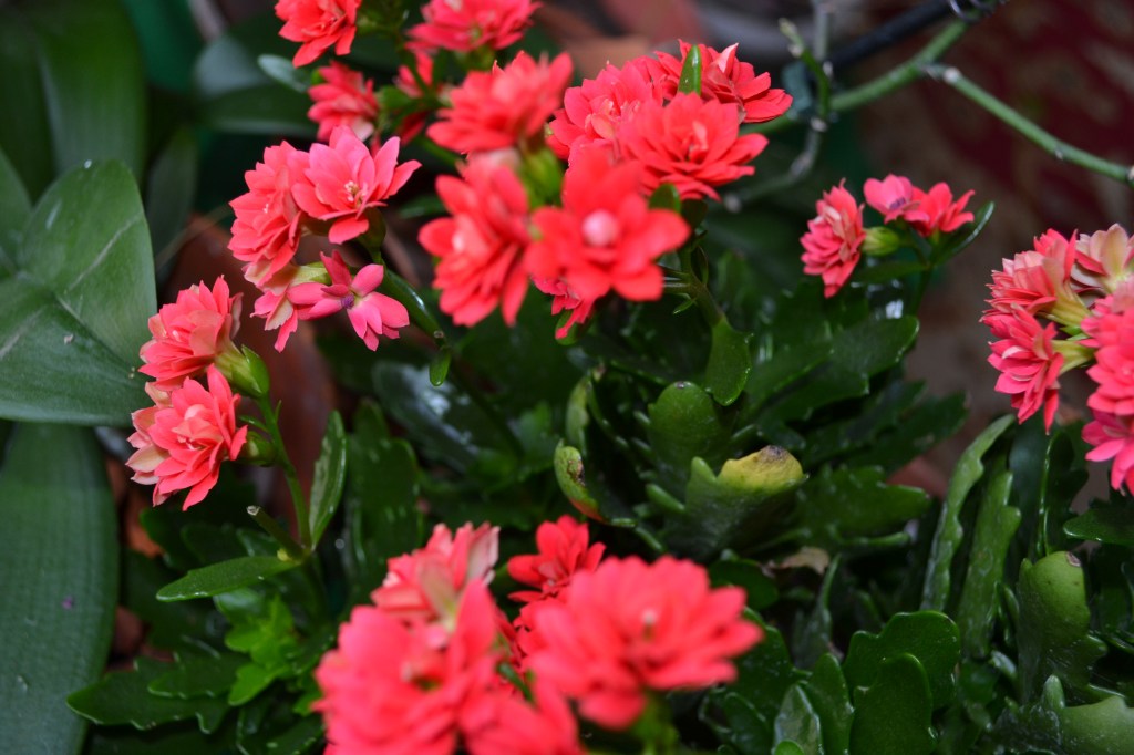 Propagating Kalanchoe plant