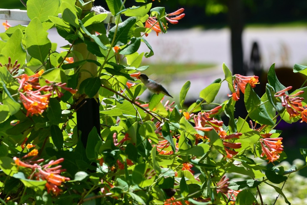 Pictures From Our Garden&nbsp;2019