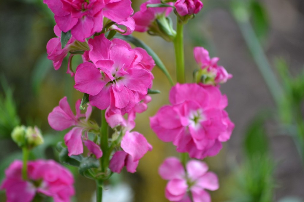 Pink Shade Flowers From Our Garden&nbsp;2019
