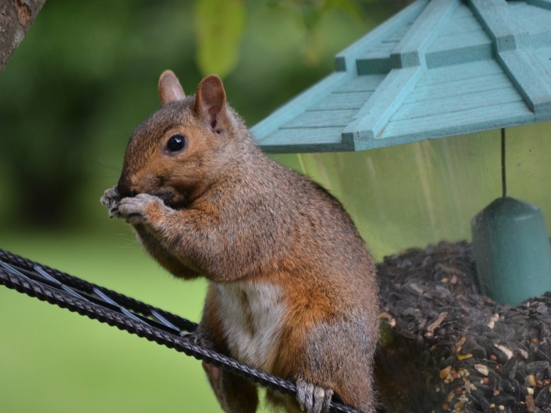 Squirrel In Our&nbsp;Backyard
