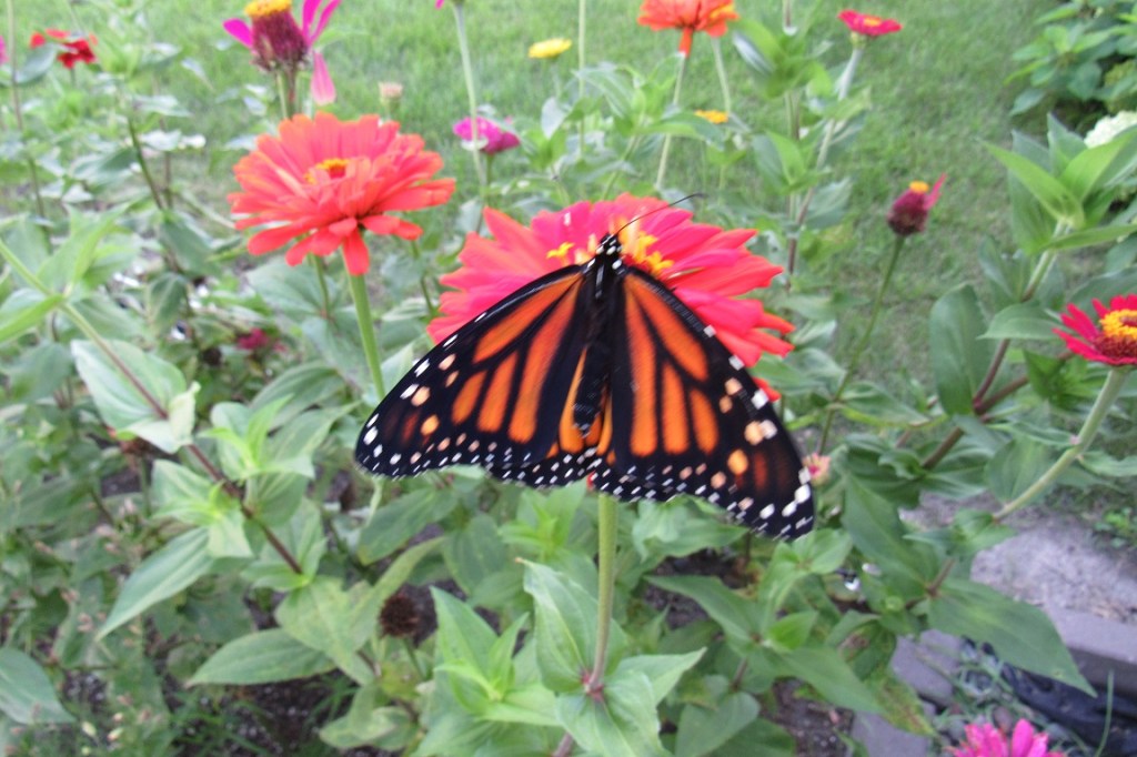 Find Happiness in Raising&nbsp;Butterflies