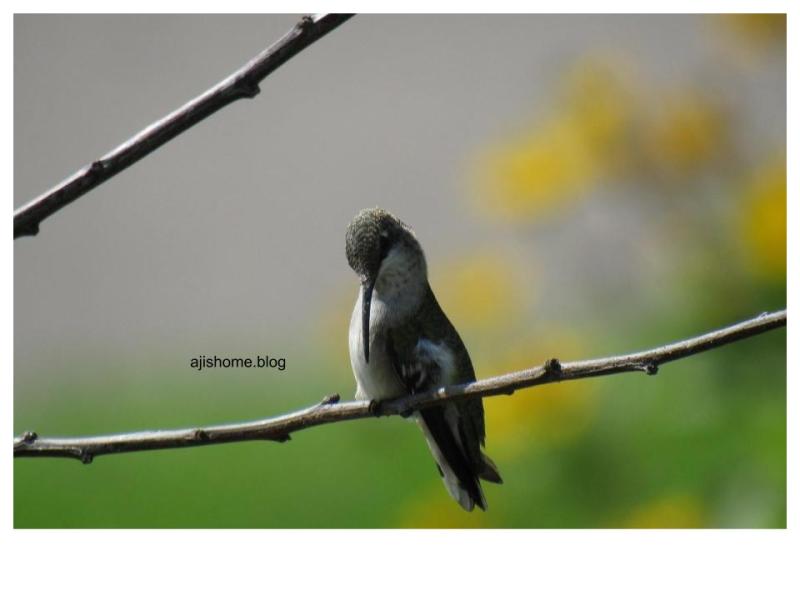 Hummingbirds Visiting Our Garden ( Summer&nbsp;2019)
