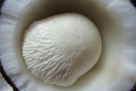 What is a Sprouted Coconut Seed/Coconut&nbsp;Sprout?