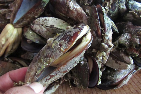 How To Clean The&nbsp;Mussels