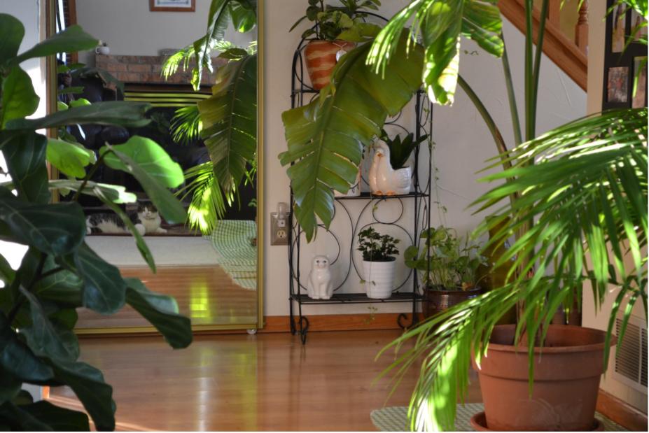 Indoor Plants