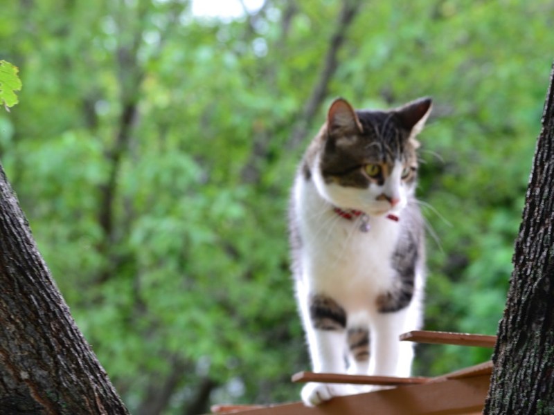 Having Fun With Our&nbsp;Cat