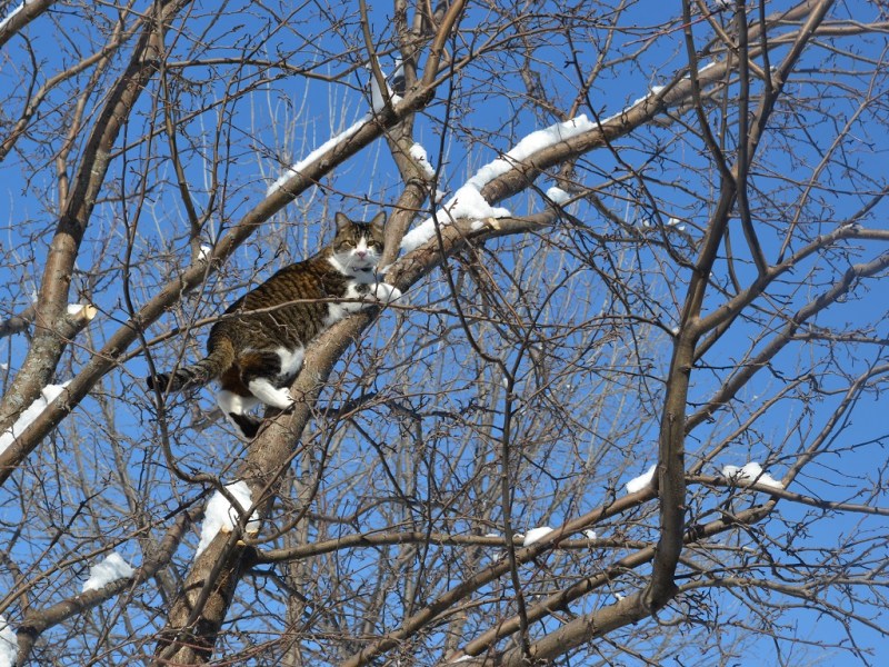 What Does Our Cat Do In Winter&nbsp;Months?