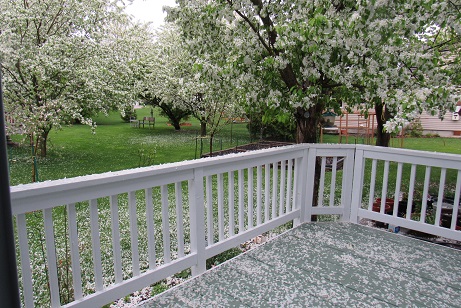 Our Backyard in&nbsp;Spring
