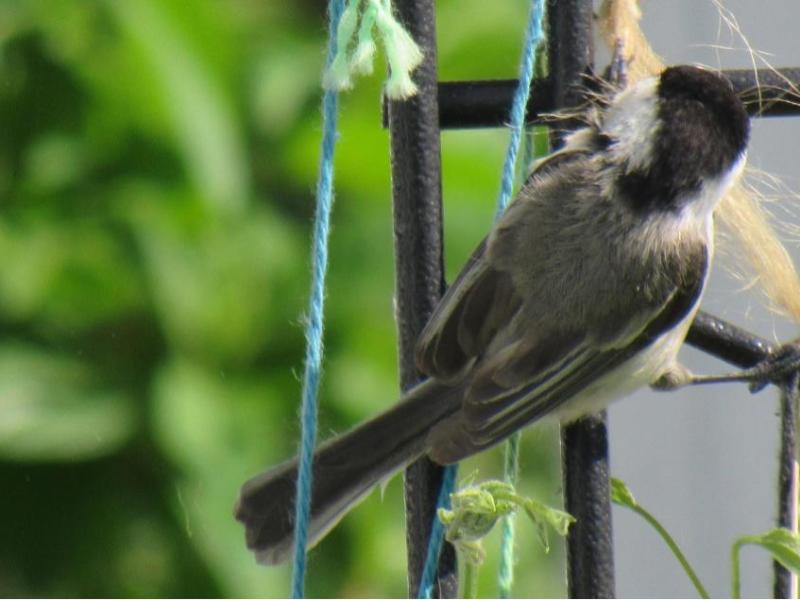 Chickadee Collecting Materials For Her&nbsp;Nest