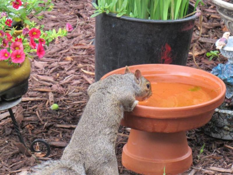 Our Backyard Squirrels 2020&nbsp;(Videos)