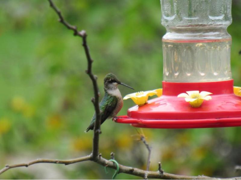 Hummingbird Enjoying The Feeder&nbsp;(Video)