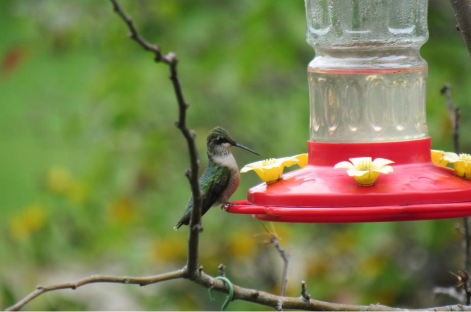 Hummingbird Enjoying The Feeder&nbsp;(Video)