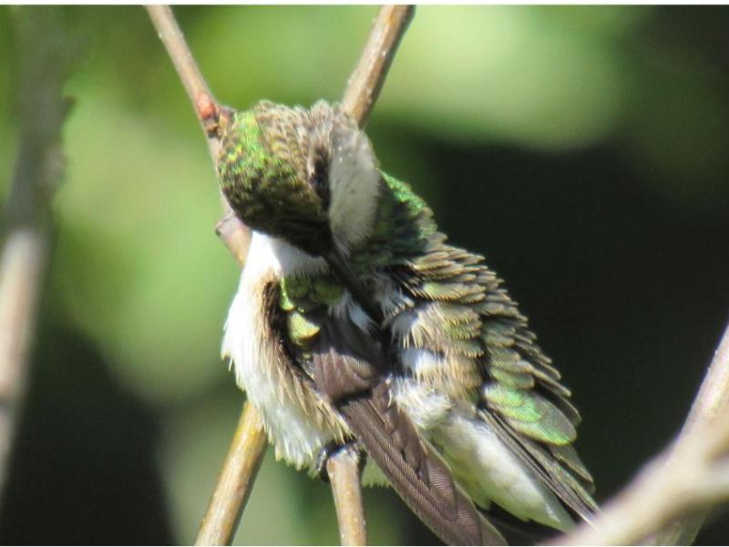 Preening Time For Hummingbird&nbsp;(Video)