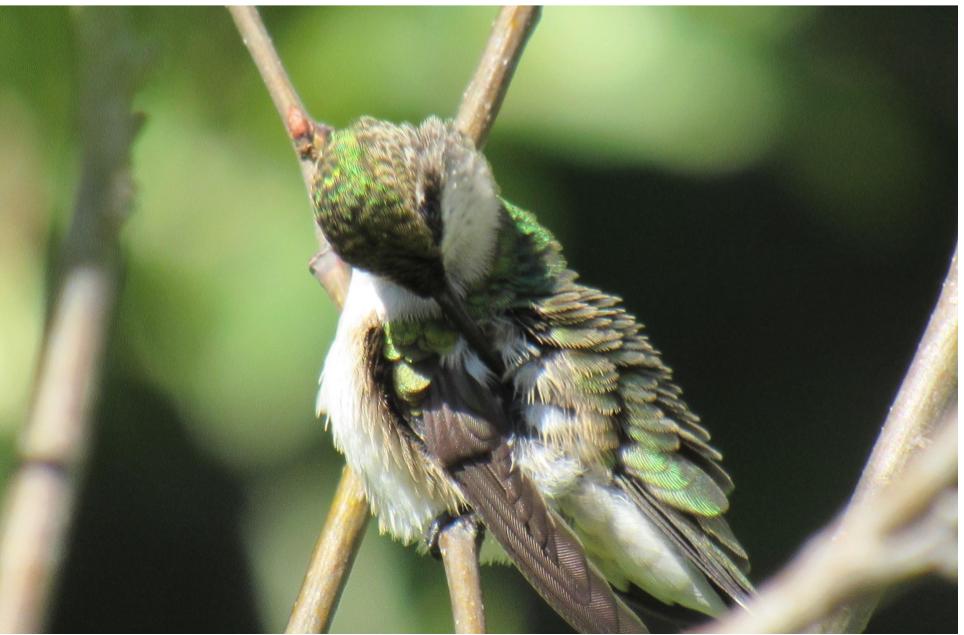 Preening Time For Hummingbird&nbsp;(Video)
