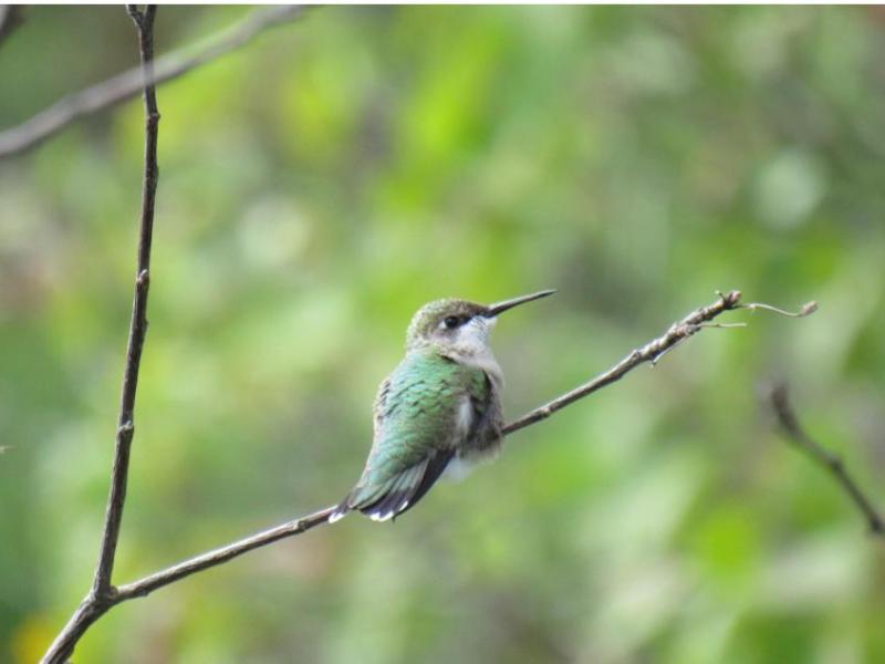 How To Attract Hummingbirds To Your Garden&nbsp;(Video)