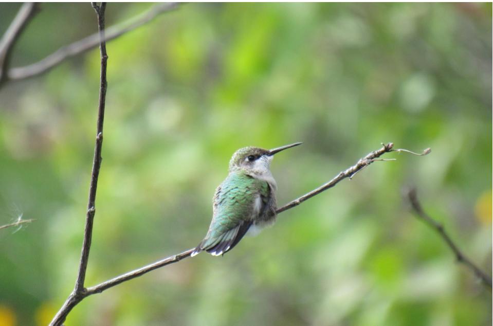 How To Attract Hummingbirds To Your Garden&nbsp;(Video)