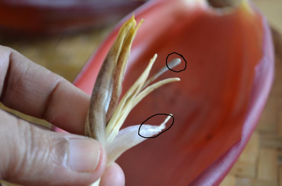 Remove the tough parts of the  blossoms