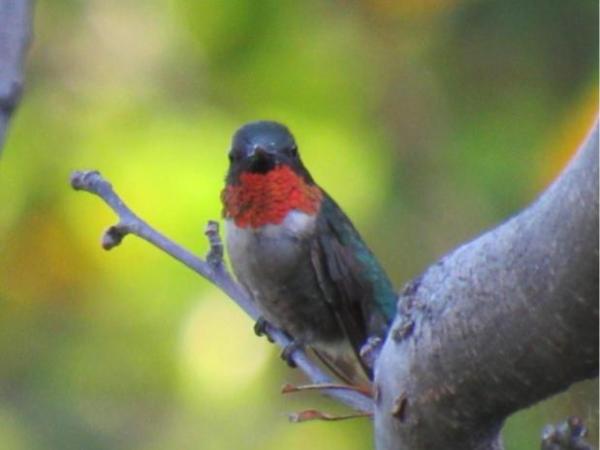 Ruby-Throated Hummingbird