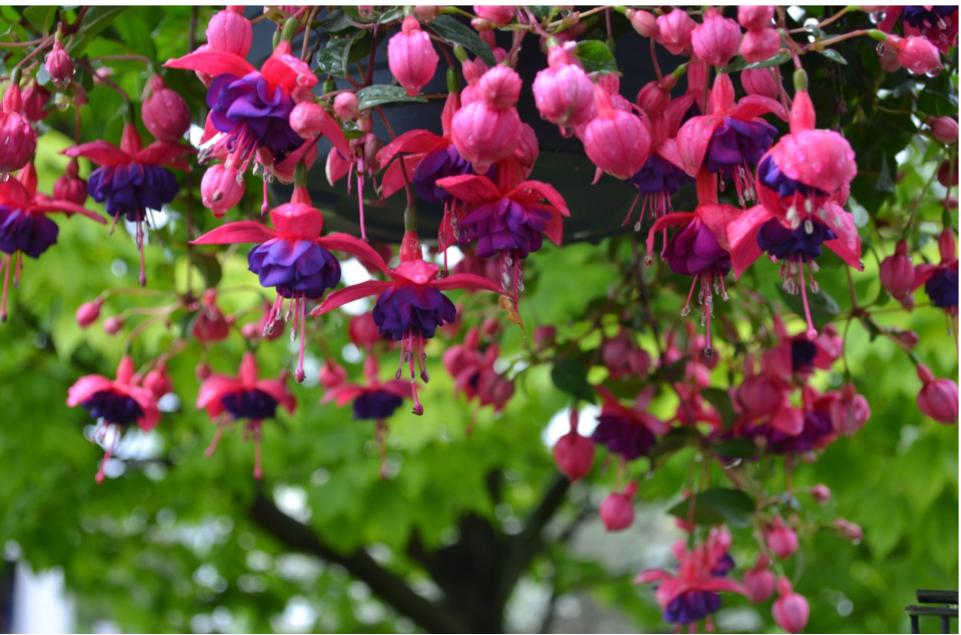 2020 Garden Flowers Part&nbsp;1(Video)