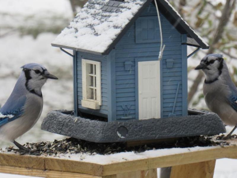 Blue Jay’s Visits In Our Garden&nbsp;(Video)