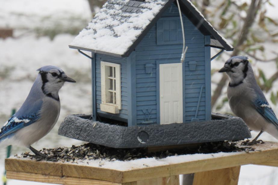 Blue Jay’s Visits In Our Garden&nbsp;(Video)