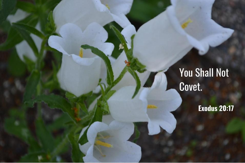 Monday Bible Memory Verse -Dec 21st 2020(10th Commandment Exodus&nbsp;20:17)