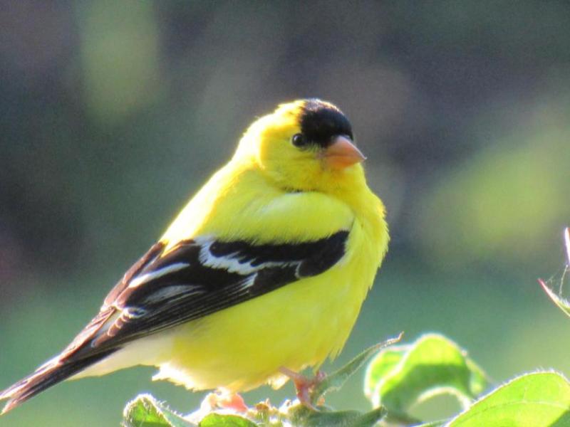 How To Attract  American Goldfinches in your&nbsp;Garden