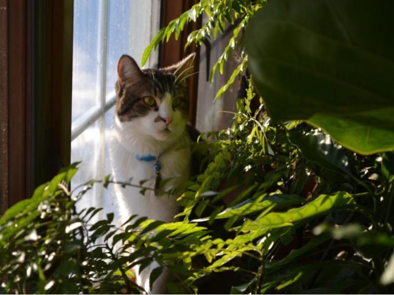 Our Cat Enjoying The Indoor&nbsp;Plants