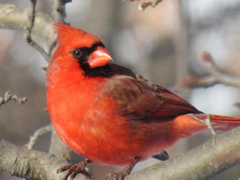 Cardinals – Our Everyday Visitors&nbsp;(Video)