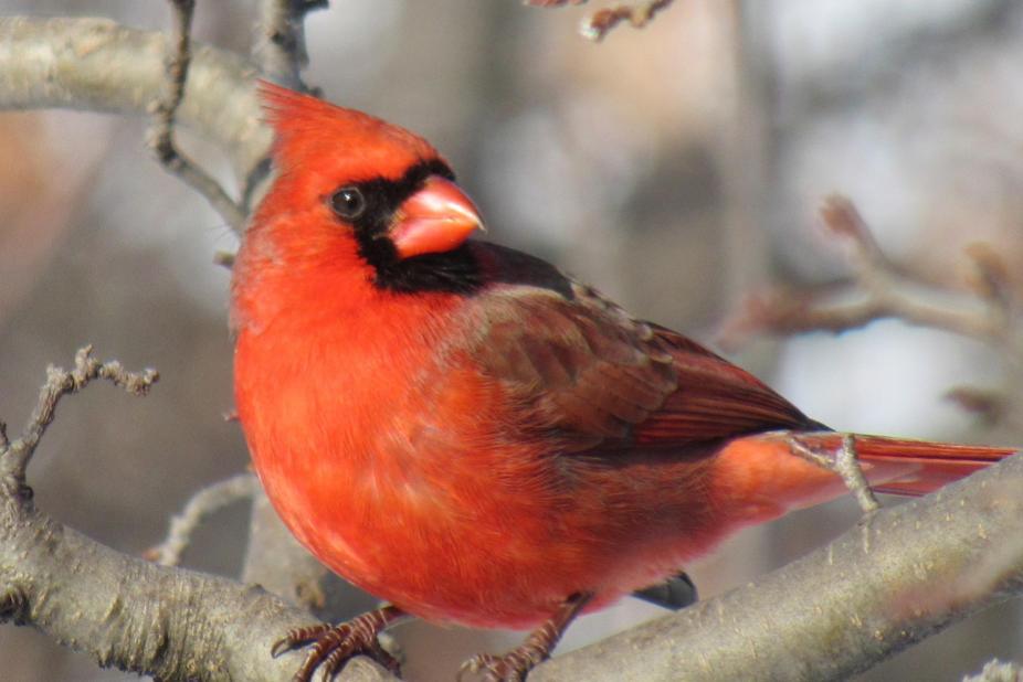 Cardinals – Our Everyday Visitors&nbsp;(Video)
