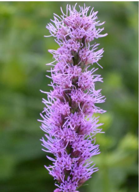 Our Flowers: Blazing&nbsp;Star/Liatris