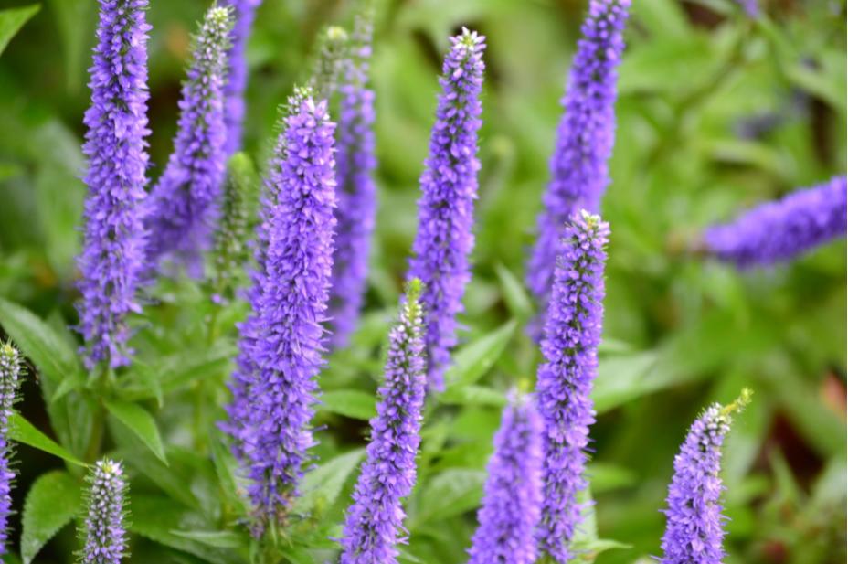 Our Flowers: Royal candle&nbsp;Plant