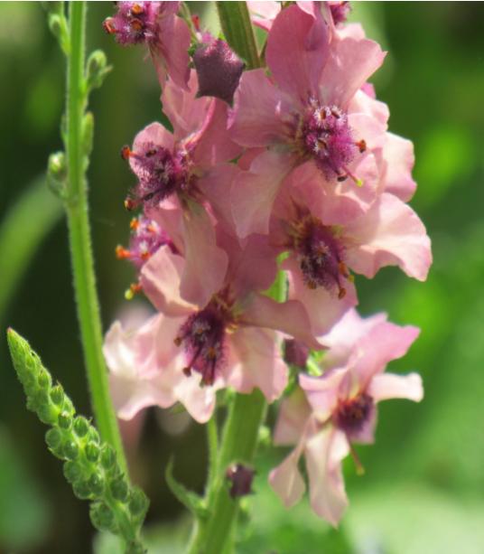 Our Flowers: Verbascum/Mullein Plants