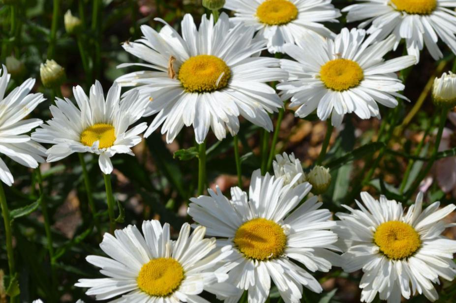Our Flowers: Becky Shasta&nbsp;Daisy