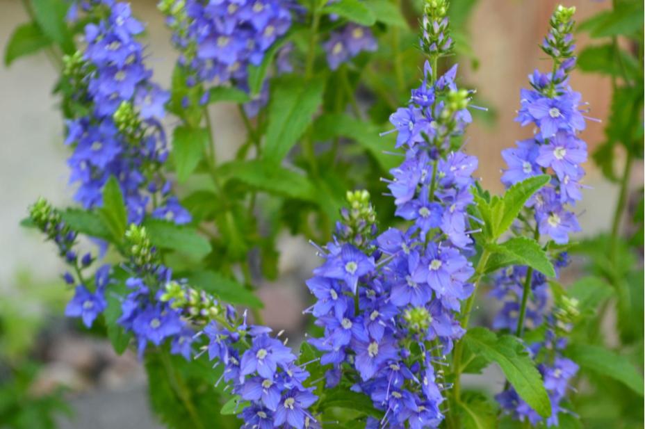 Our Flowers: Venice Blue Speedwell/Veronica Austriaca