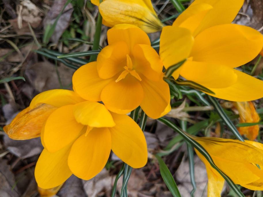 Yellow Crocus ( Early Spring&nbsp;Flowers)