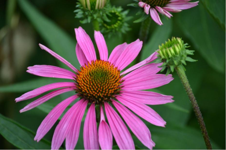 Our Flowers: Purple&nbsp;Coneflowers