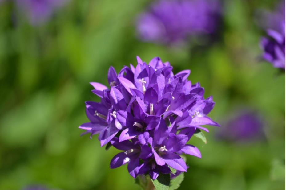 Our Flowers – Clustered&nbsp;bellflower