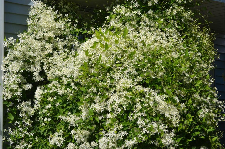 Our Flowers – Sweet Autumn&nbsp;Clematis