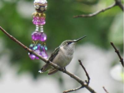 Hummingbirds Around the&nbsp;Garden
