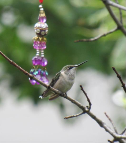 Hummingbirds Around the&nbsp;Garden