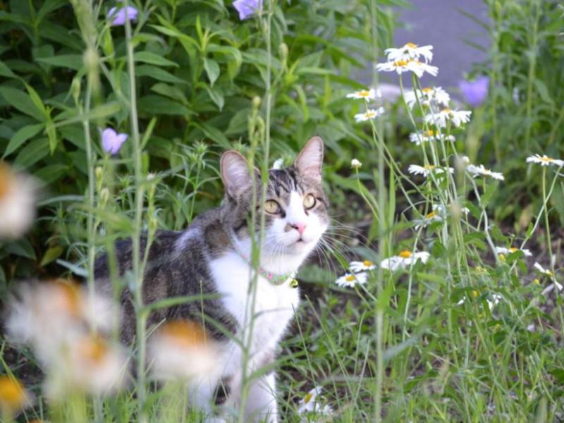 Leo  Our CAT Around The&nbsp;Garden