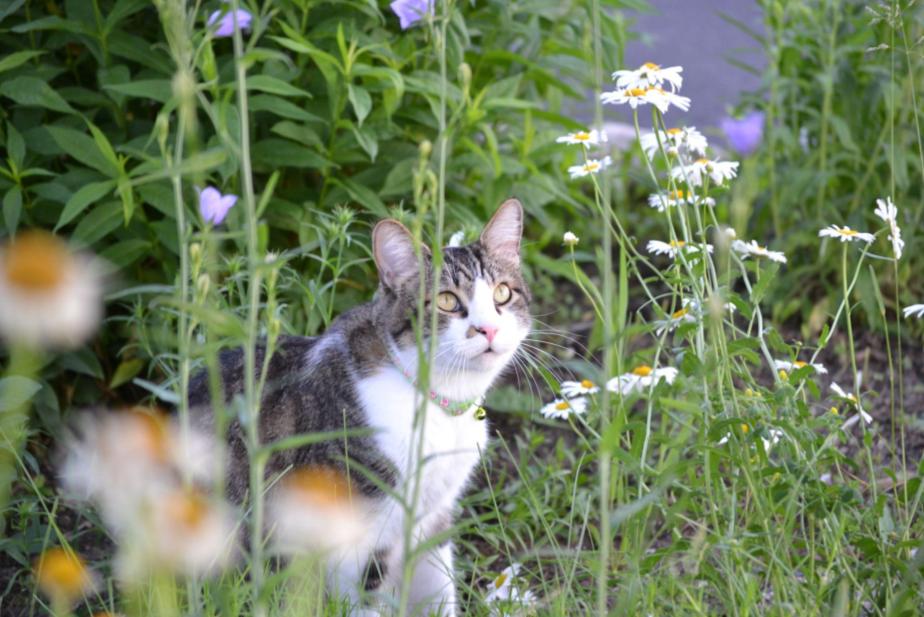 Leo  Our CAT Around The&nbsp;Garden