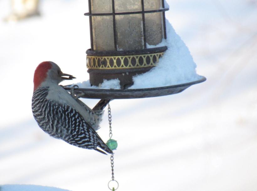 Picture of the&nbsp;day