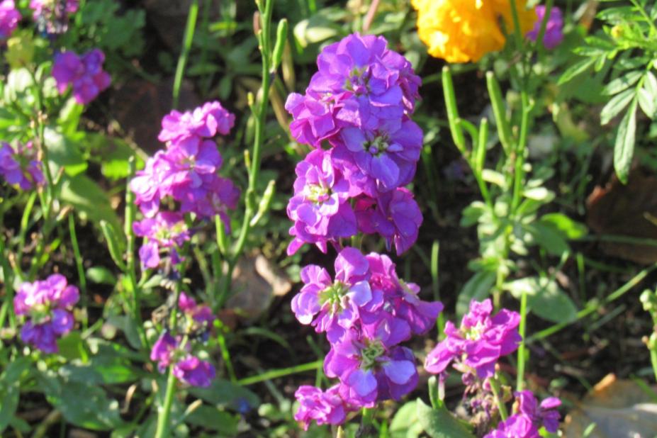 Stock flowers with seed pods