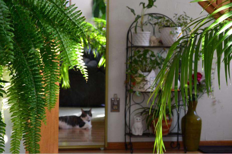 Indoor Plants