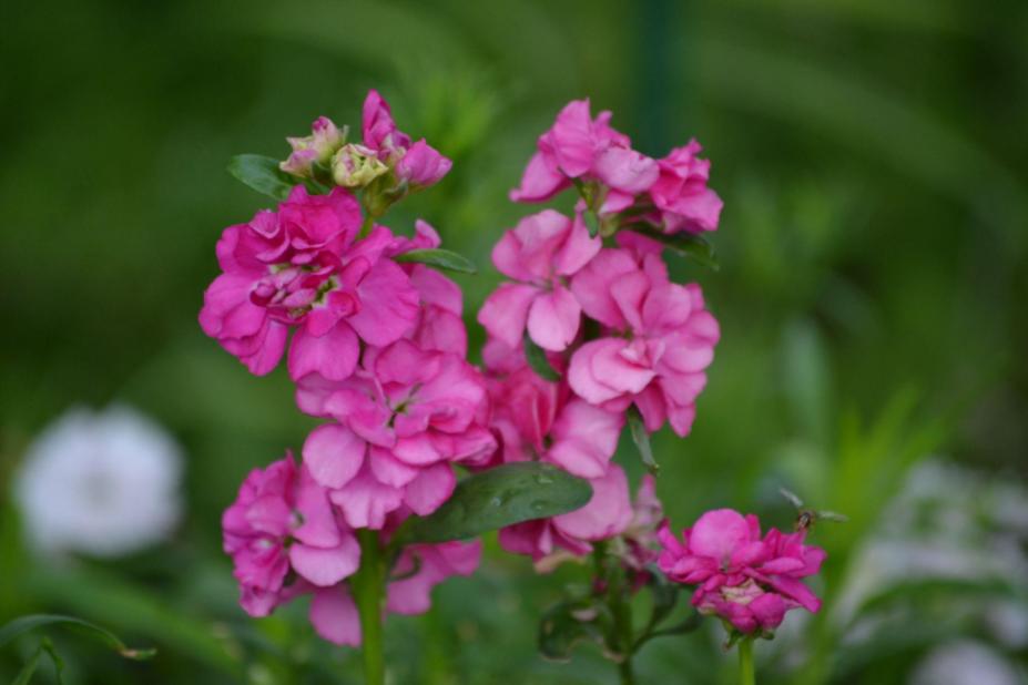 Growing Stock Flowers