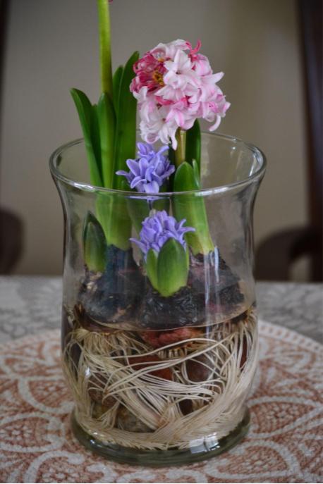 Growing Hyacinth Bulbs In&nbsp;Water