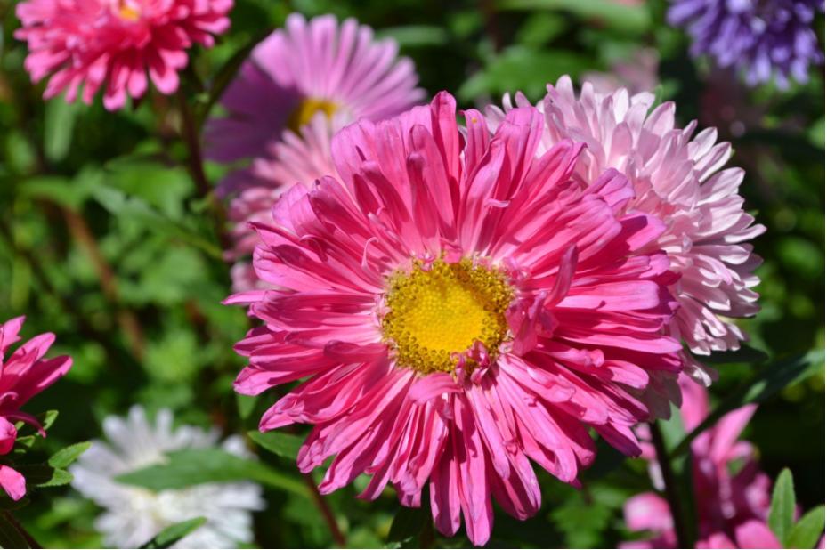 Aster – Flower&nbsp;Images