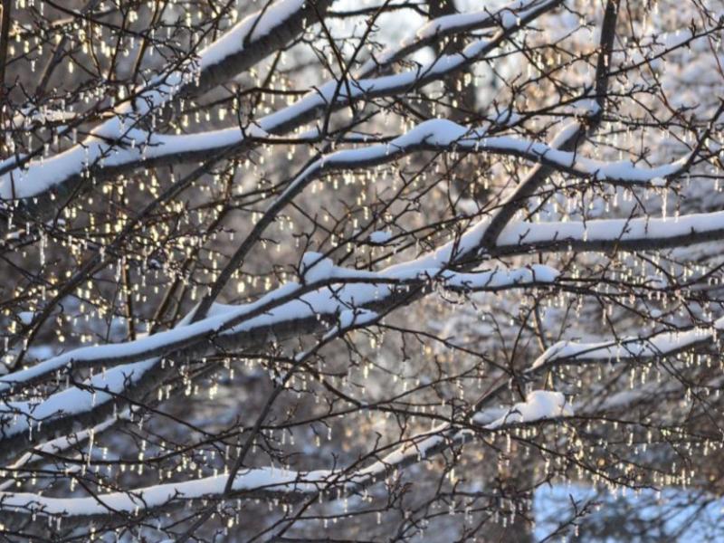 Beauty Of Icicle Around&nbsp;Backyard